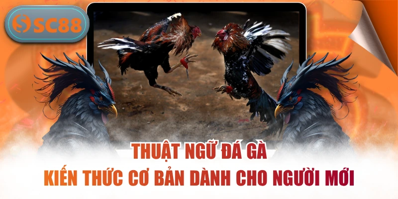 Thuật Ngữ Đá Gà